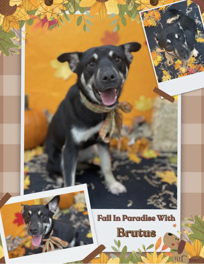 A young medium-sized male Tricolor (Brown, Black, & White) Terrier dog named Brutus for adoption in Seguin, TX