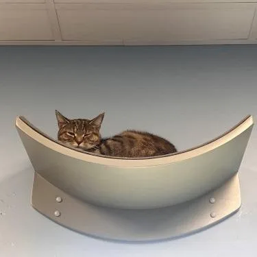 A young small-sized female Domestic Short Hair cat named Buttercup Squash for adoption in Georgetown, KY