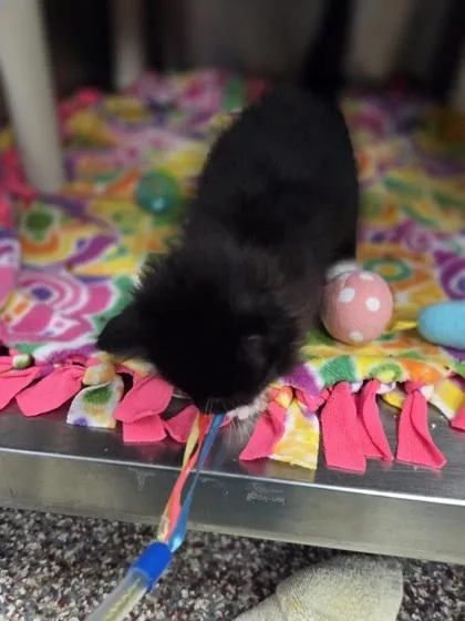 A baby small-sized female Domestic Short Hair cat named Brunch for adoption in Westland, MI
