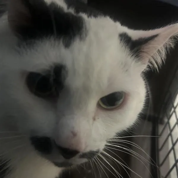 A senior extra large-sized male White Domestic Short Hair cat named Wadu for adoption in Tacoma, WA