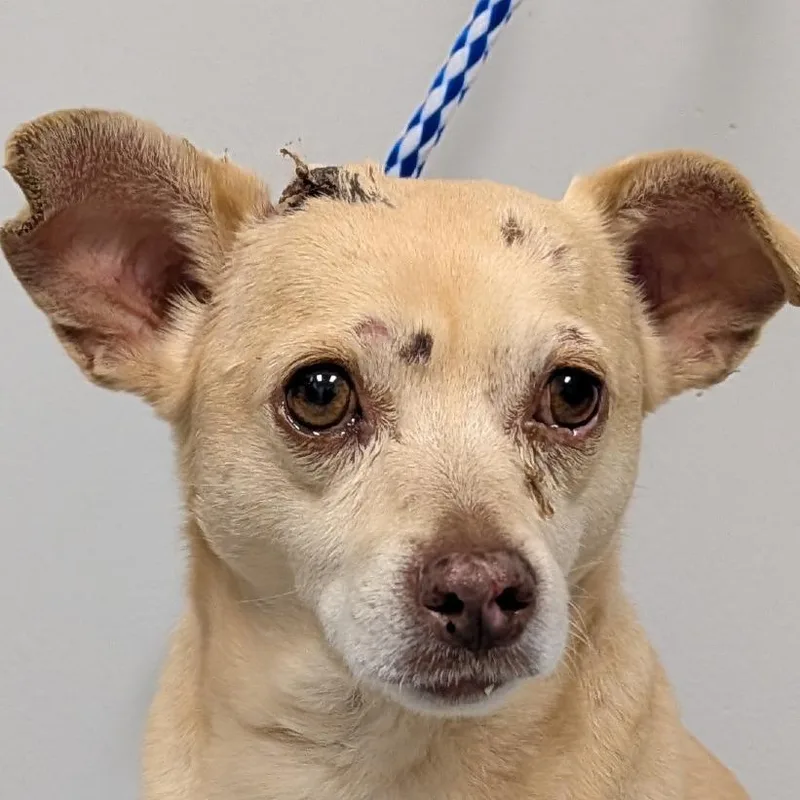 An adult small-sized male Yellow / Tan / Blond / Fawn Chihuahua dog named Ralphie for adoption in Greenville, SC