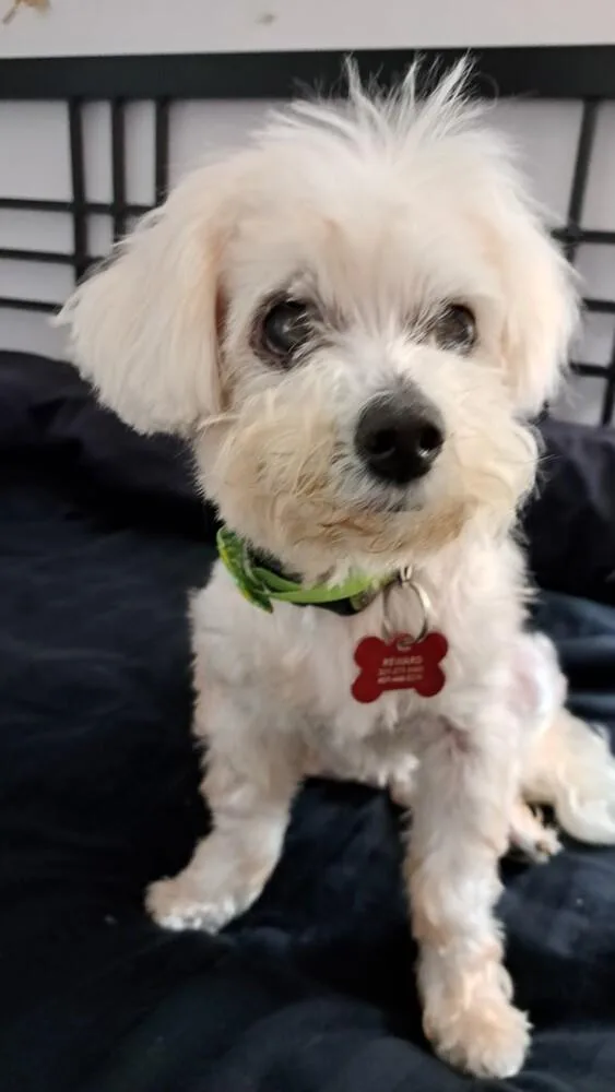 Daisy thumbnail 2