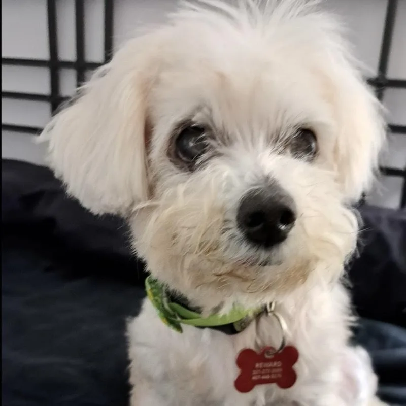 Daisy thumbnail 6