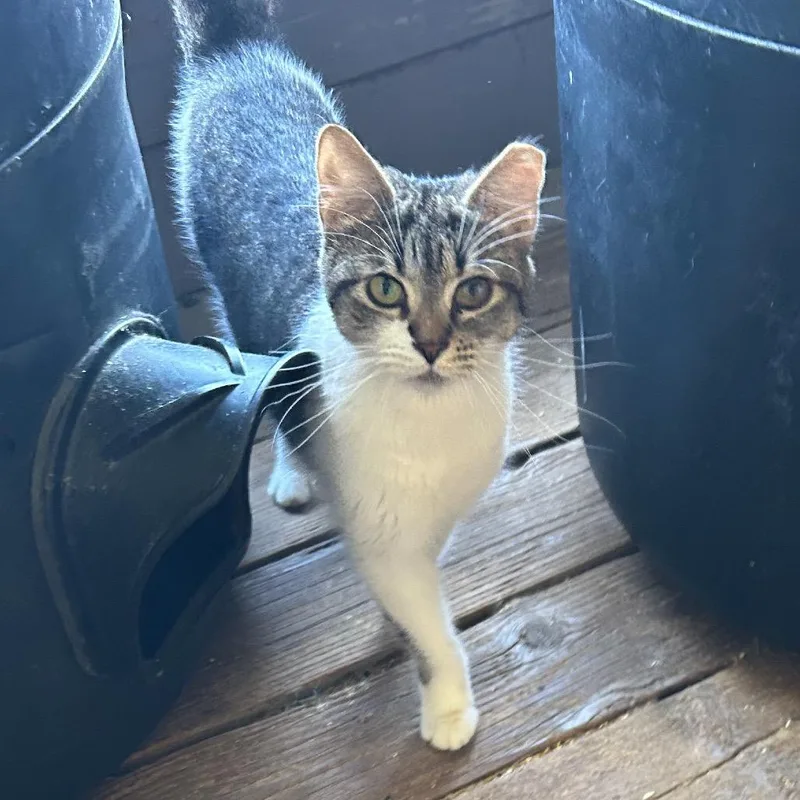 An adult small-sized female White Domestic Short Hair cat named Cheddar for adoption in Nampa, ID