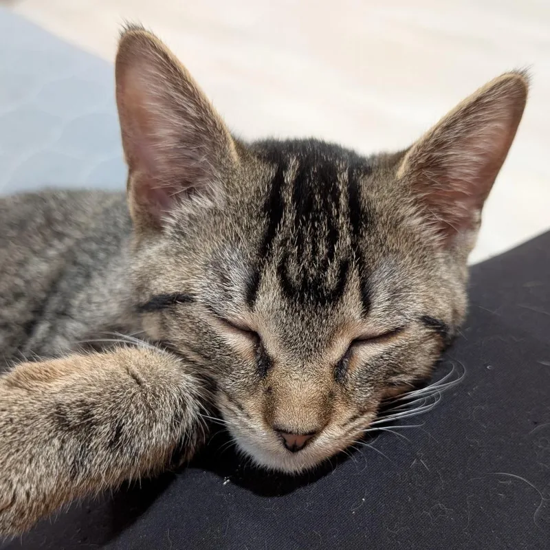 A baby small-sized male Brown / Chocolate Domestic Short Hair cat named Ellis for adoption in Roselle, IL