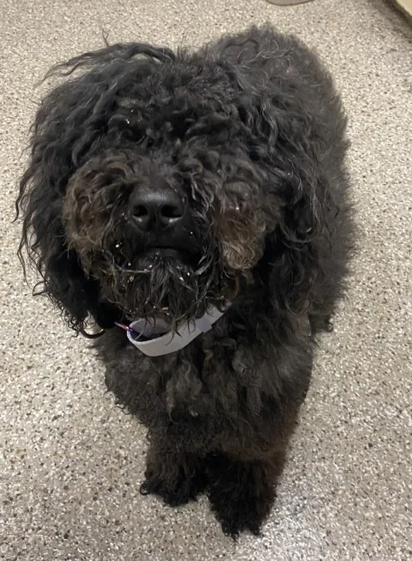 A young large-sized female Standard Poodle dog named Lilly for adoption in Vancouver, WA