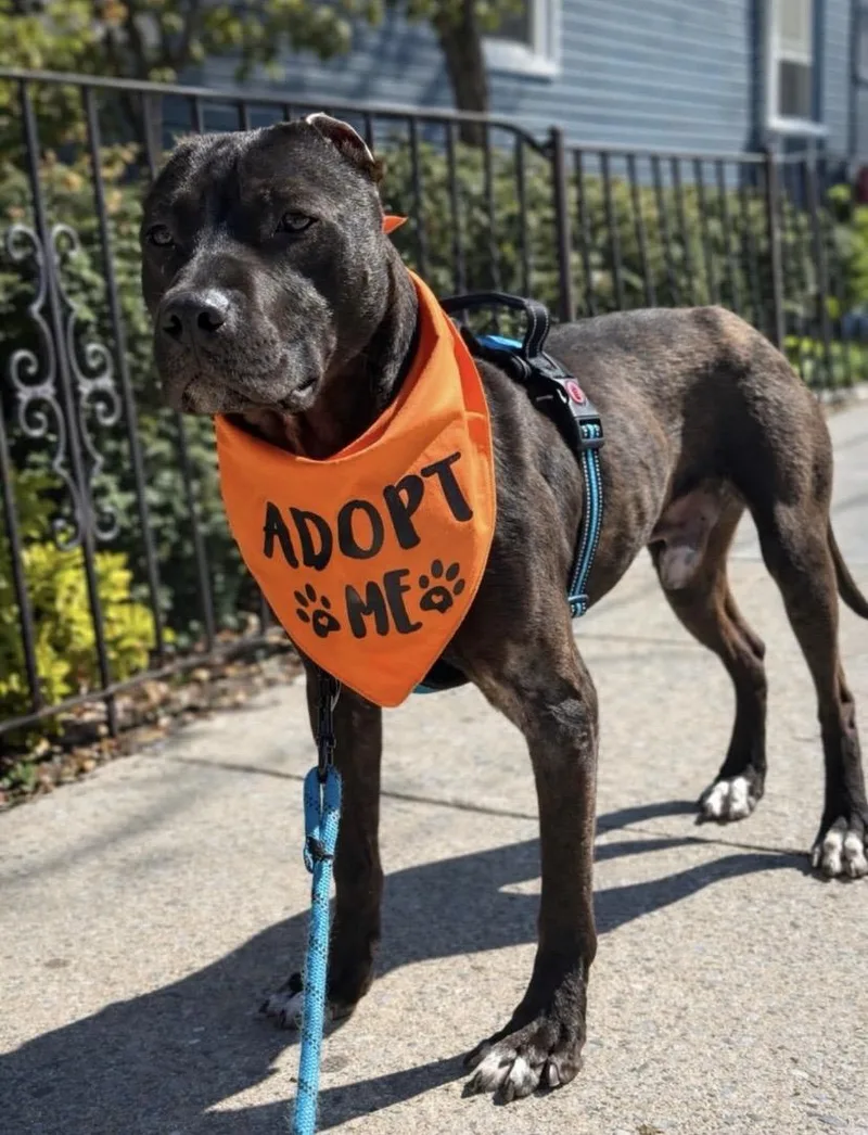 A young medium-sized male Pit Bull Terrier dog named Godfrey for adoption in Philadelphia, PA