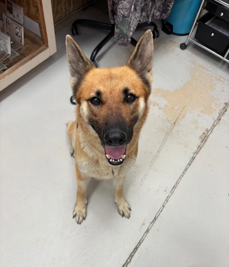 An adult medium-sized female German Shepherd Dog dog named Ruby for adoption in Findlay, OH