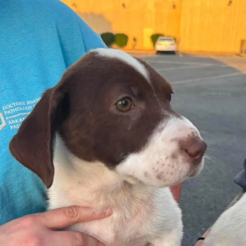 A baby small-sized female Mixed Breed dog named Puddin' for adoption in Rockville, MD