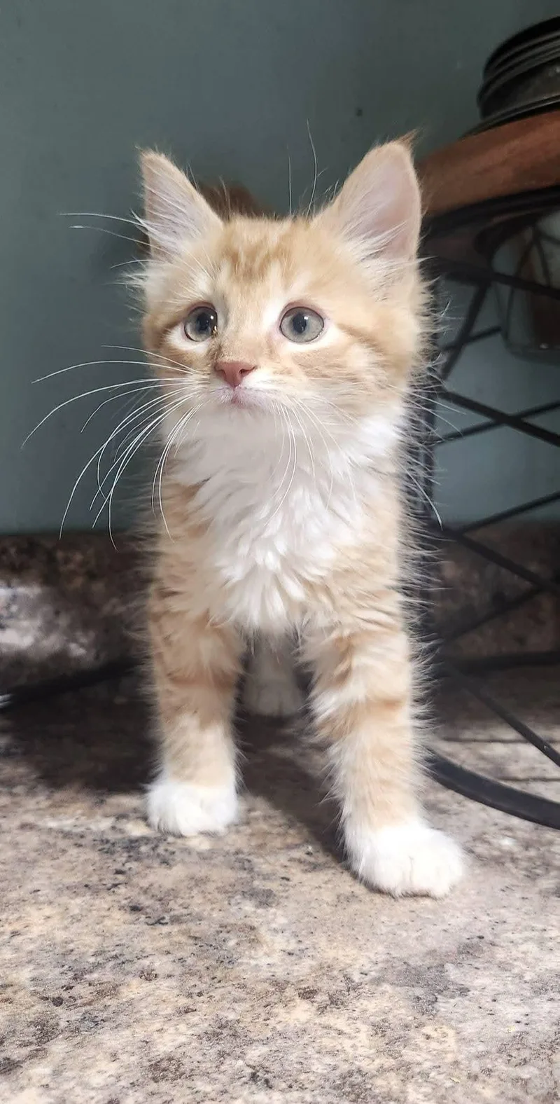 A baby medium-sized female Orange & White Domestic Medium Hair cat named L'Oréal for adoption in Cosby, TN