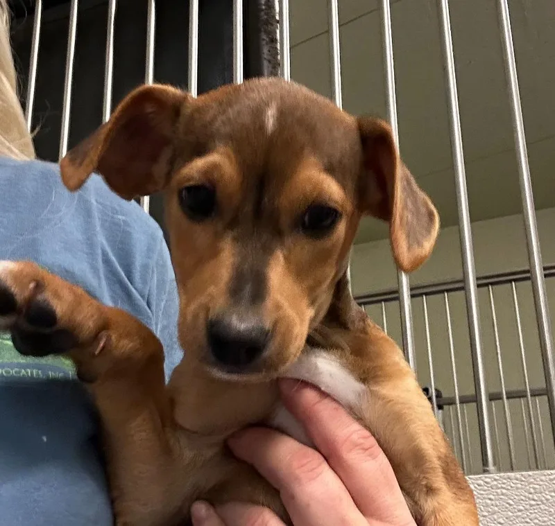 A baby small-sized male Mixed Breed dog named Dan for adoption in Neosho, MO
