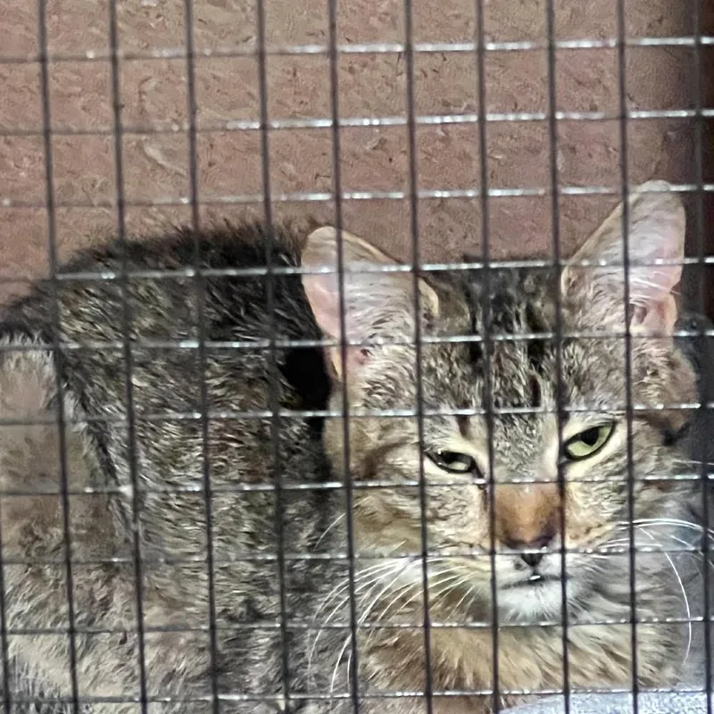 A young small-sized male Brown / Chocolate Domestic Short Hair cat named Tobi for adoption in Klamath Falls, OR