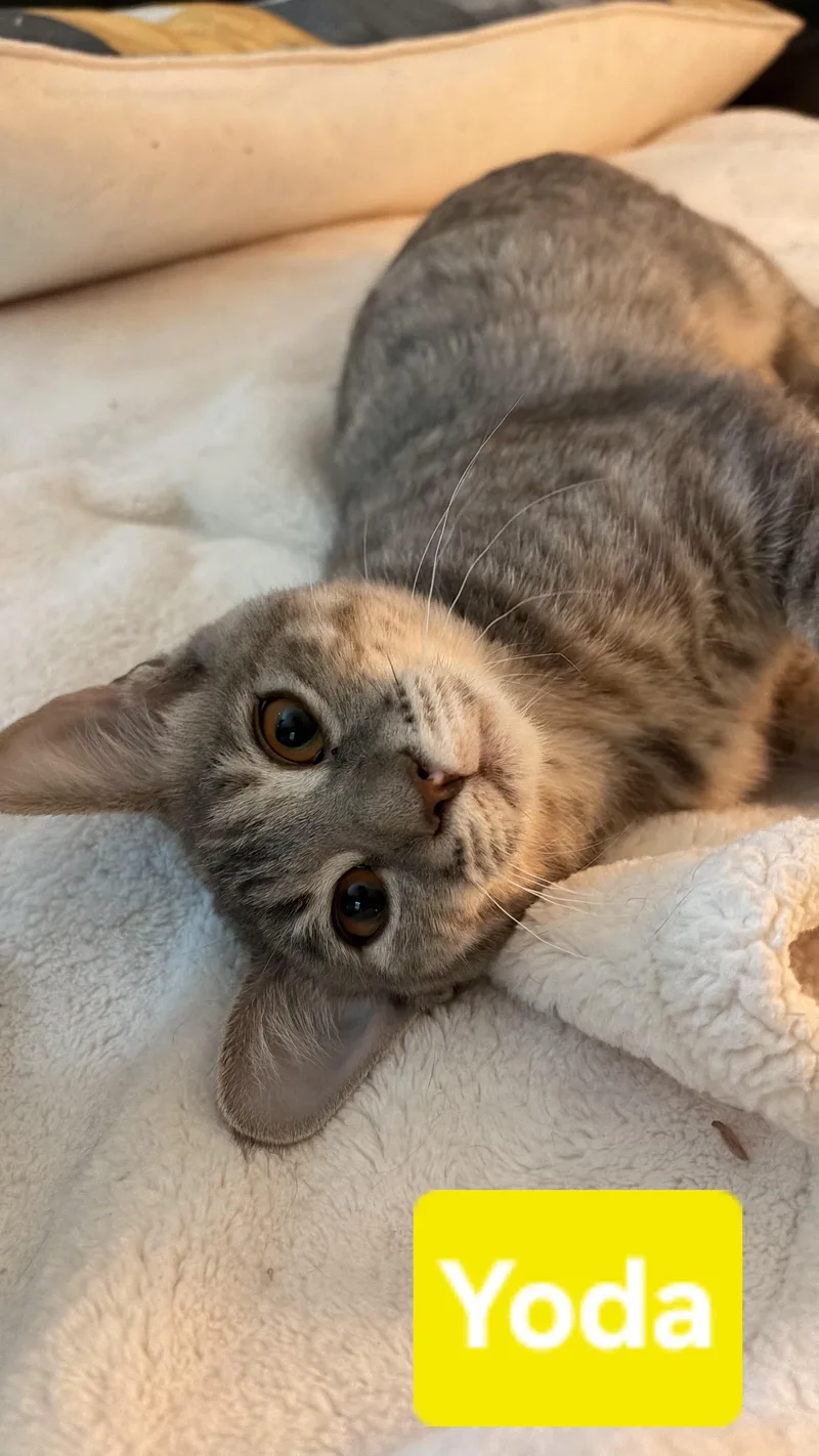 Yoda
