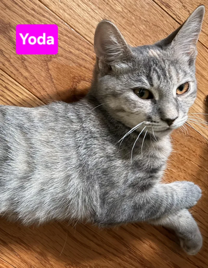 Yoda thumbnail 2