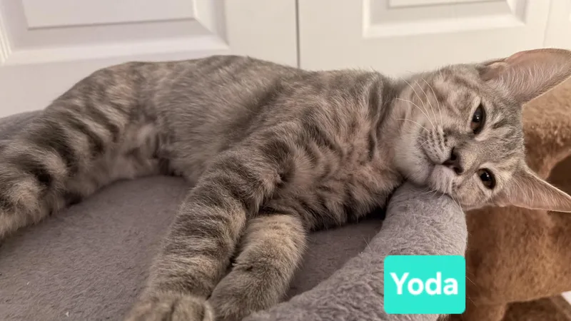 Yoda thumbnail 3