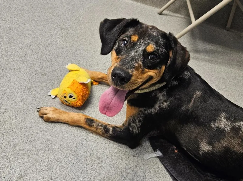 A young medium-sized female Catahoula Leopard Dog dog named Misty for adoption in Bloomington, IN