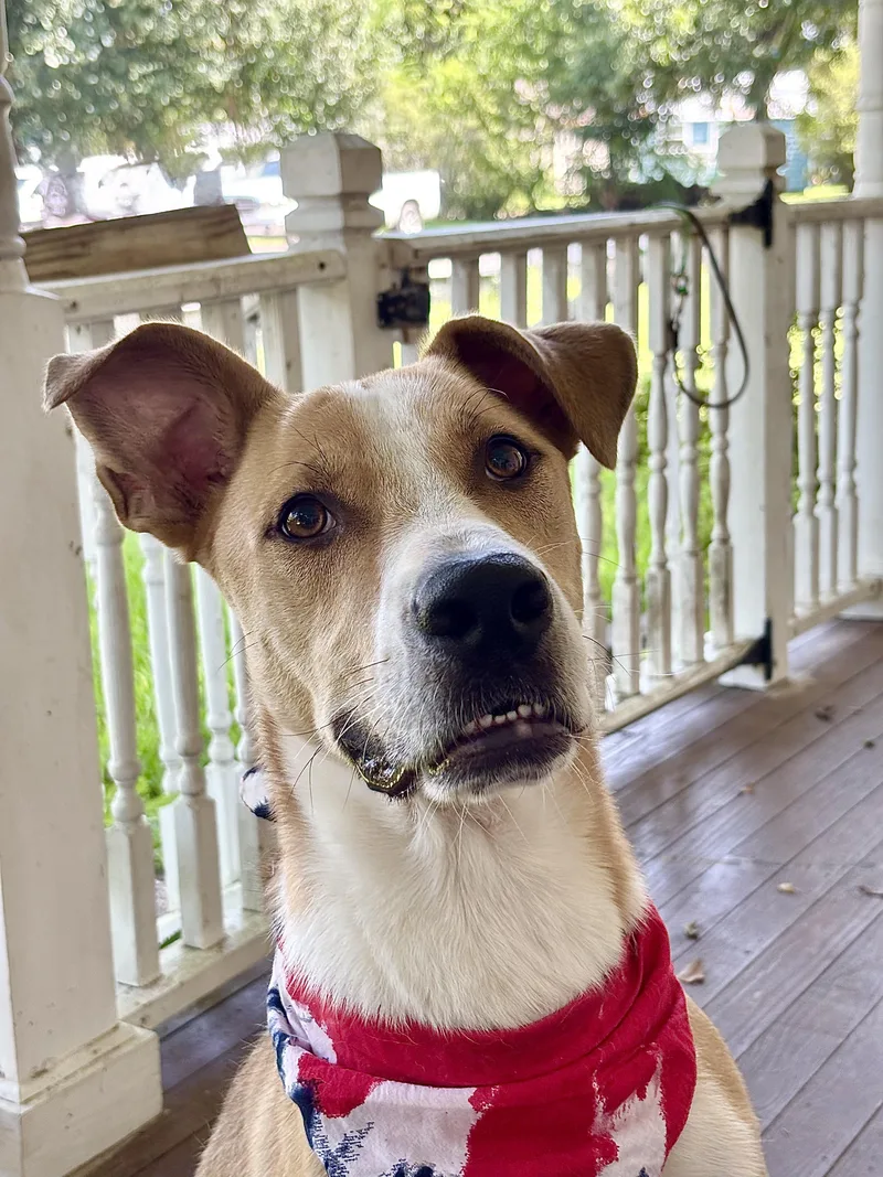 A young large-sized male Yellow / Tan / Blond / Fawn Labrador Retriever dog named JOHNNY fun buddy for adoption in Cypress, TX