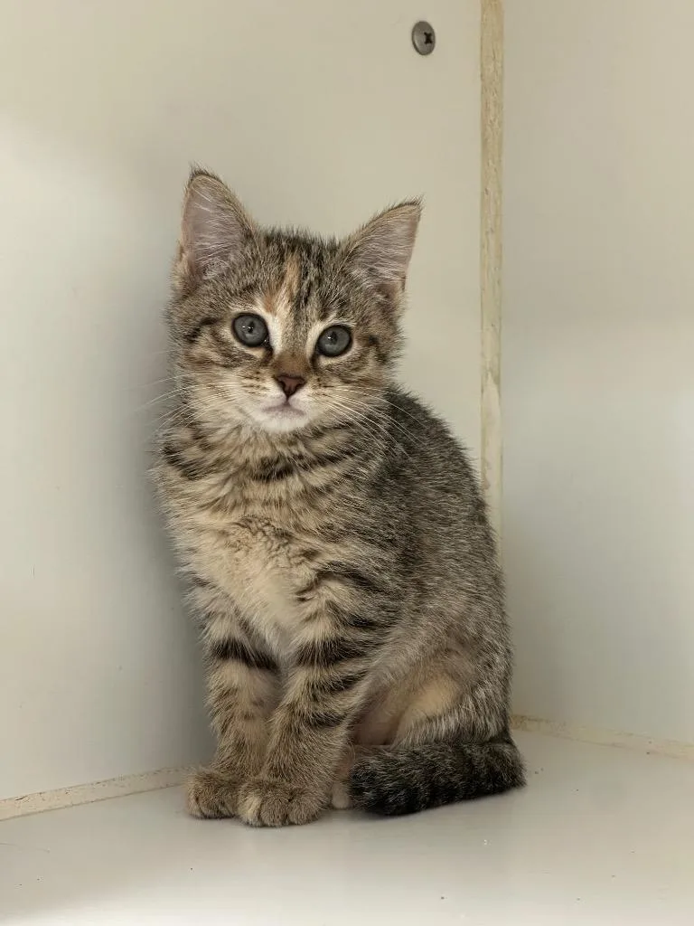 A baby small-sized female Domestic Short Hair cat named Topaz for adoption in Johnson City, TN