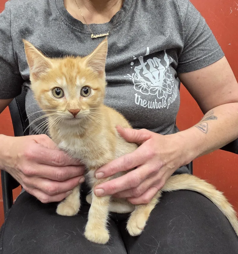 A young medium-sized male Tabby (Orange / Red) Domestic Short Hair cat named Fanta for adoption in Parsons, KS