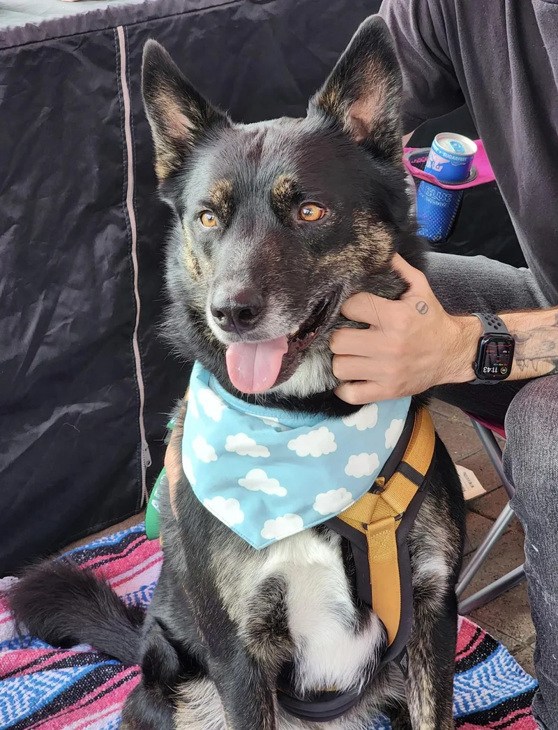 An adult large-sized male Tricolor (Brown, Black, & White) Siberian Husky dog named Miko for adoption in Corona Del Mar, CA