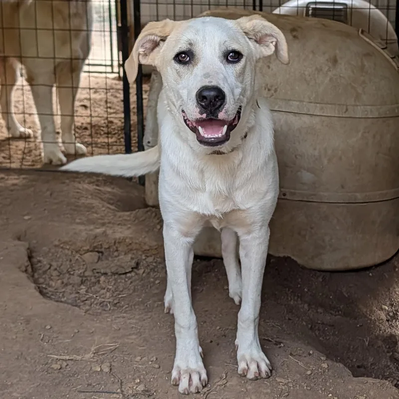 A baby medium-sized male White / Cream Labrador Retriever dog named Scout for adoption in Tishomingo, OK