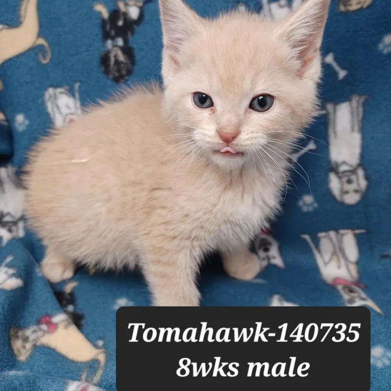 A baby small-sized male Domestic Short Hair cat named Tomahawk for adoption in New Tazewell, TN