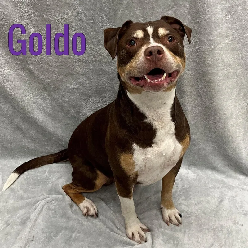 A senior large-sized male Tricolor (Brown, Black, & White) Mixed Breed dog named Goldo for adoption in Pleasantville, NJ