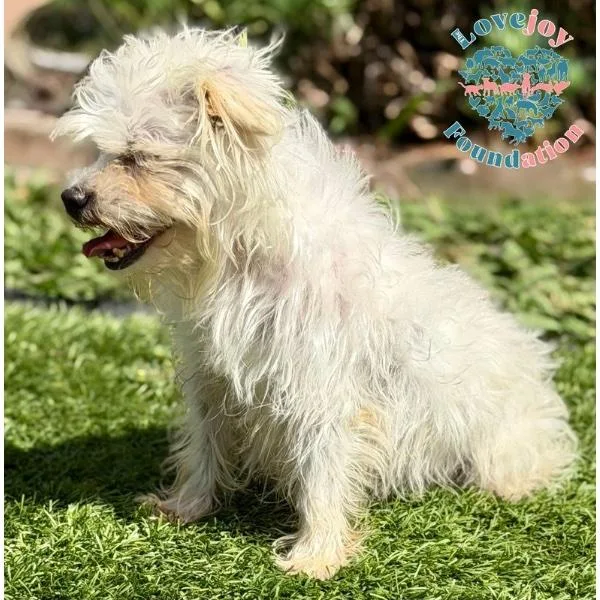A senior small-sized male White / Cream Maltipoo dog named Nimbus for adoption in Inglewood, CA