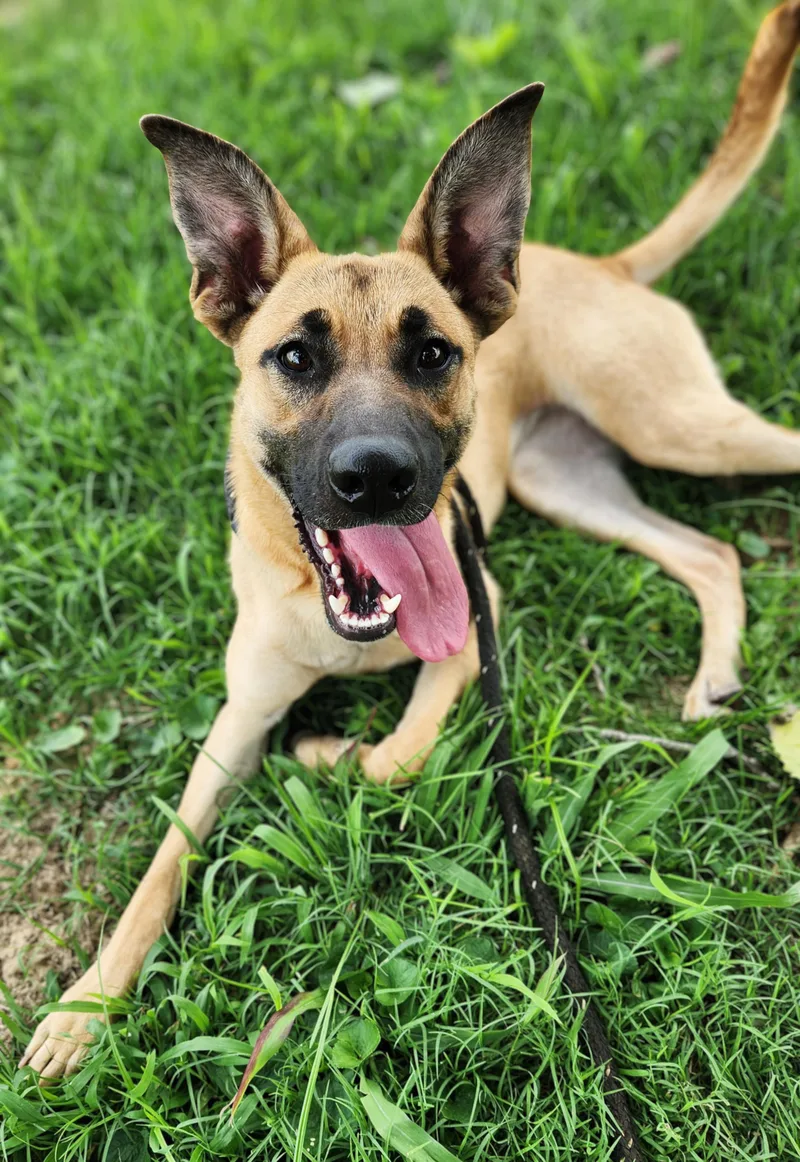 An adult medium-sized female Shepherd dog named Meadow for adoption in Greenville, KY