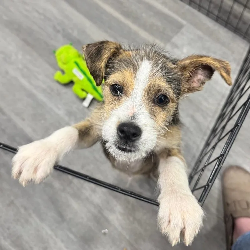A baby medium-sized male Bicolor Terrier dog named Ziggy for adoption in CORPUS CHRISTI, TX