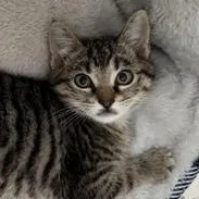 A baby small-sized female Tabby (Brown / Chocolate) Domestic Short Hair cat named Kiara for adoption in Liverpool, TX