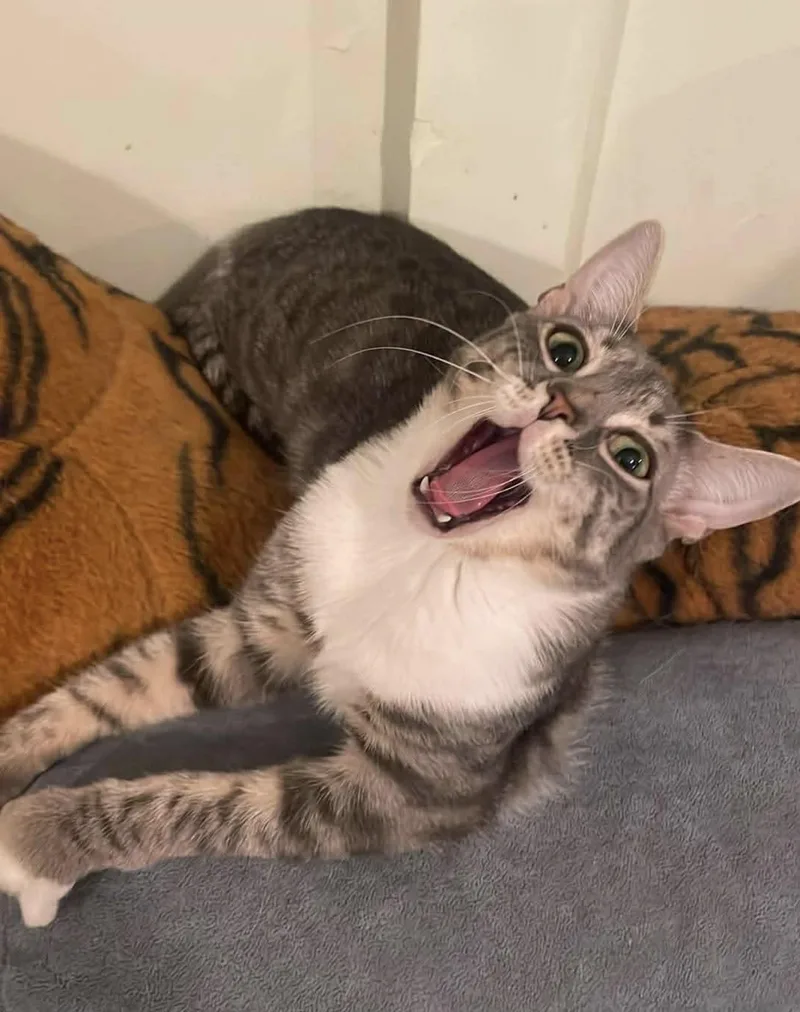 A young medium-sized male Tabby (Gray / Blue / Silver) Domestic Short Hair cat named Arthur for adoption in Staten Island, NY