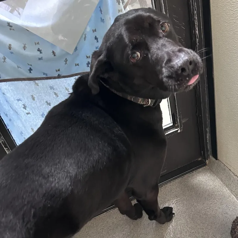 A senior medium-sized male Black Labrador Retriever dog named Loki Chino Hills Location for adoption in Chino Hills, CA