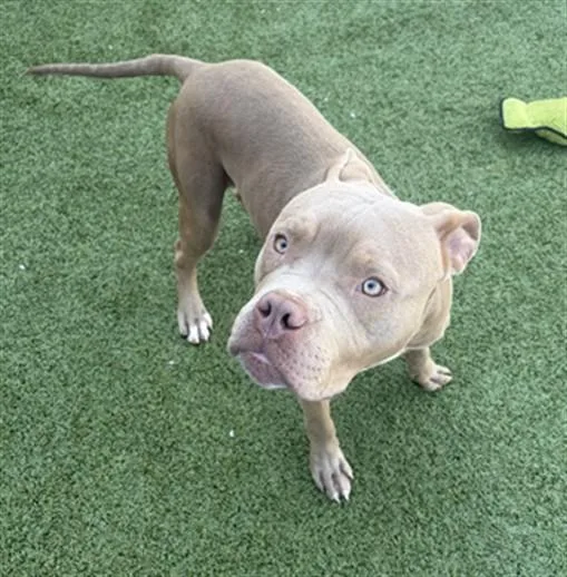A young medium-sized male Pit Bull Terrier dog named Benny for adoption in Toledo, OH