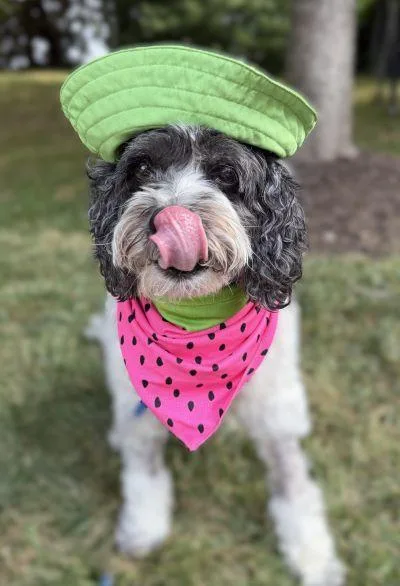 A senior medium-sized female Cockapoo dog named Daisy for adoption in Arlington, VA