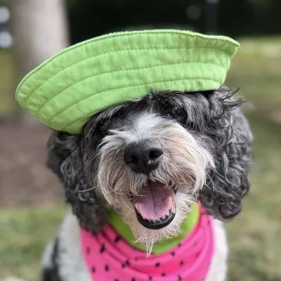 Daisy thumbnail 3