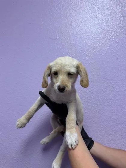 A baby small-sized male White / Cream Terrier dog named 60830869 for adoption in El Paso, TX