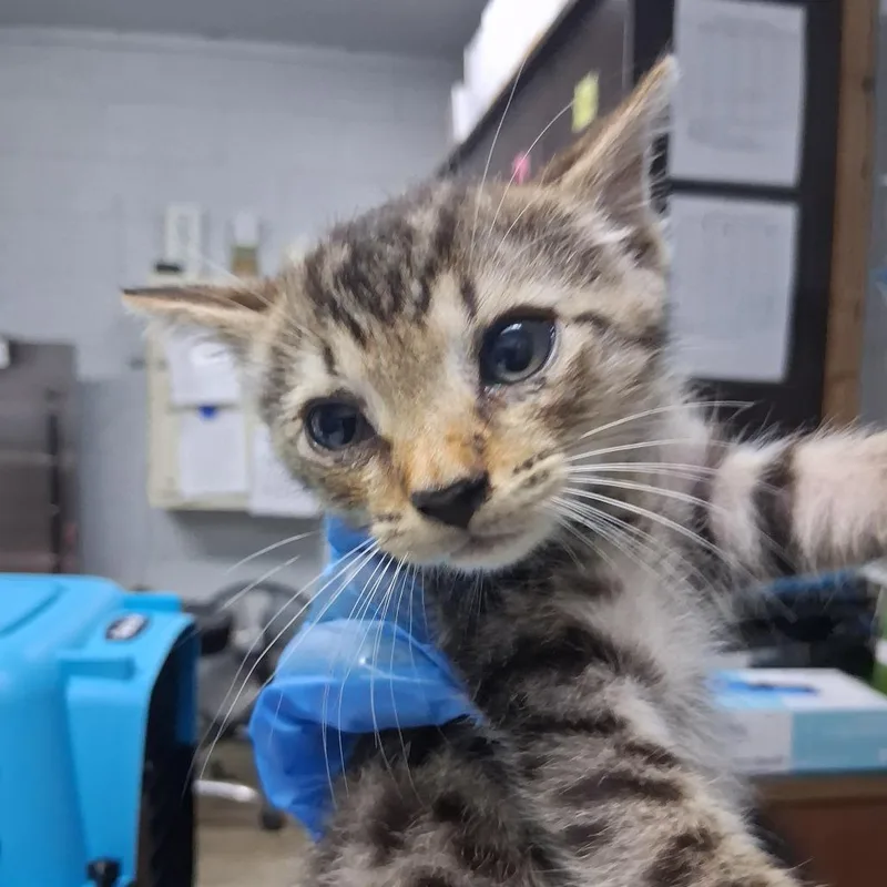 A baby small-sized male Brown / Chocolate Domestic Short Hair cat named Dylan for adoption in Summerville, SC