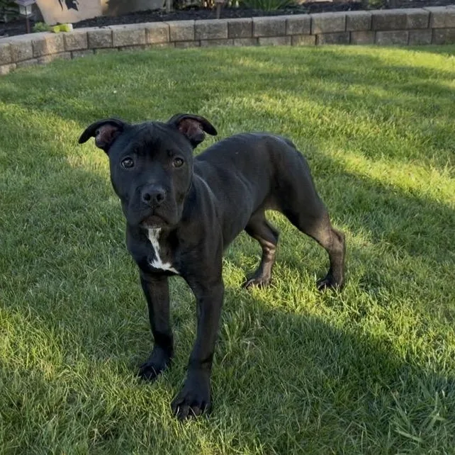 A baby medium-sized female Black Pit Bull Terrier dog named Ivy for adoption in Peotone, IL