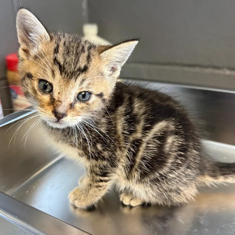 A young small-sized male Brown / Chocolate Domestic Short Hair cat named Tiger for adoption in Tuscaloosa, AL