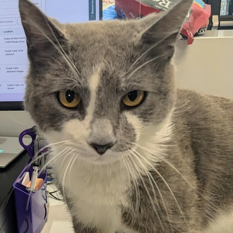 An adult large-sized male Gray / Blue / Silver Domestic Short Hair cat named Scrub Daddy for adoption in Morganton, NC