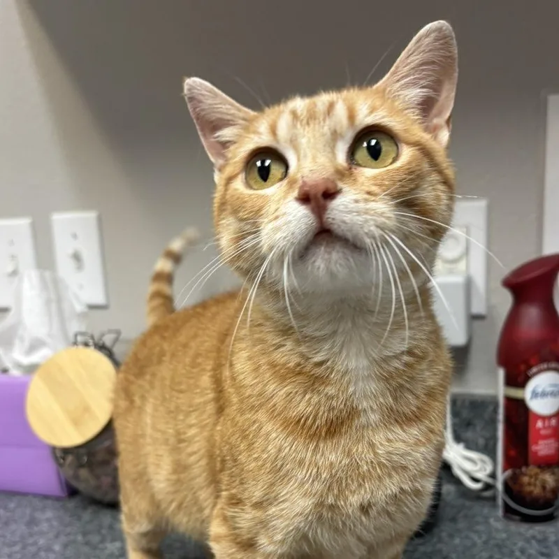 An adult medium-sized female Orange / Red Domestic Short Hair cat named Delta for adoption in Pardeeville, WI