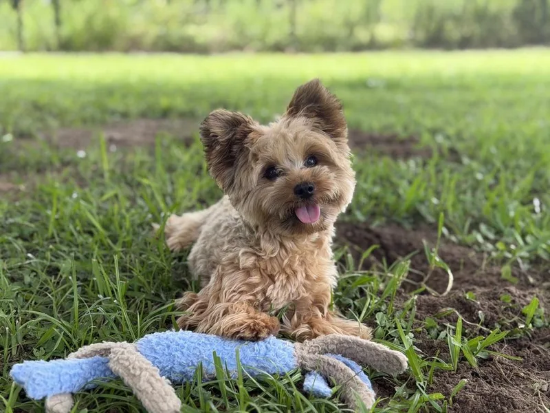A young small-sized male Yorkshire Terrier dog named Phineas for adoption in Richmond, TX