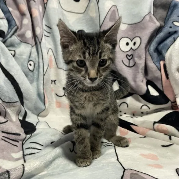 A baby small-sized male Tabby (Buff / Tan / Fawn) Domestic Short Hair cat named Zeratul for adoption in Bentonville, AR
