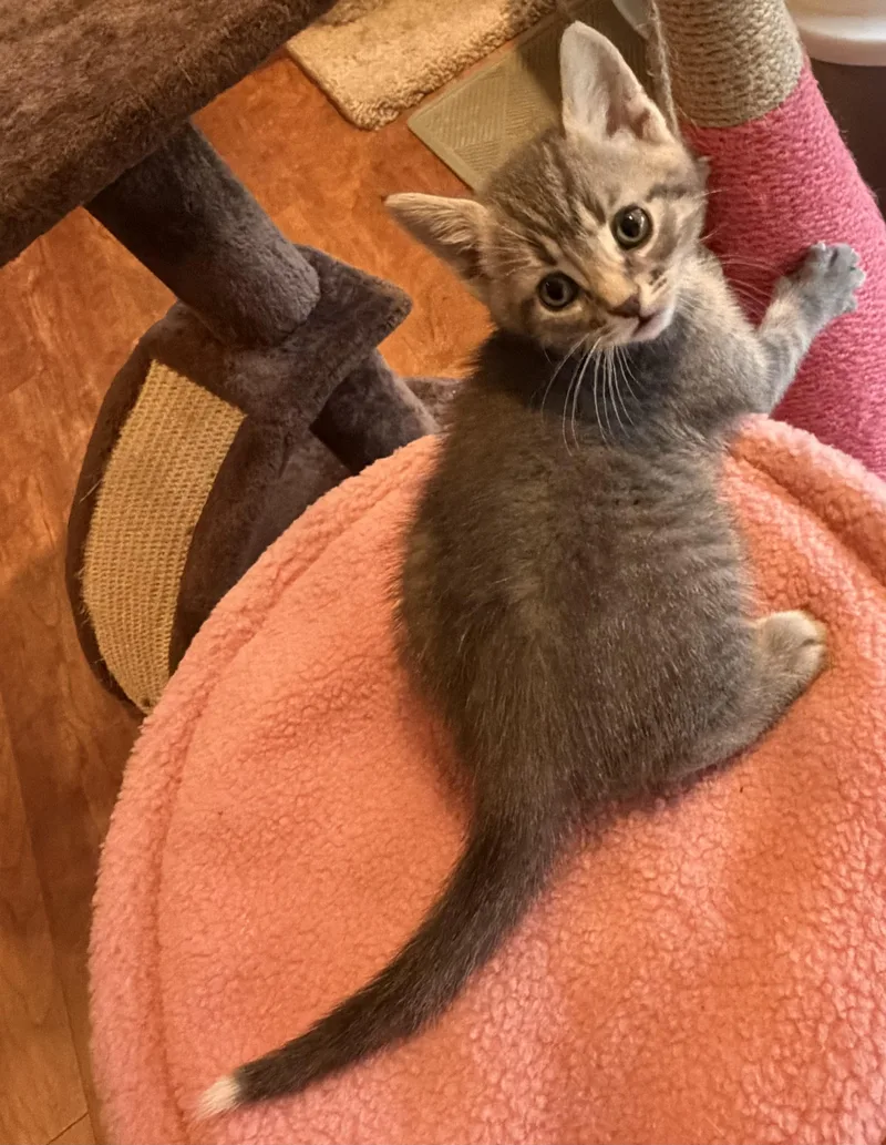 A baby small-sized male Domestic Short Hair cat named Wilbur for adoption in Williamsville, NY