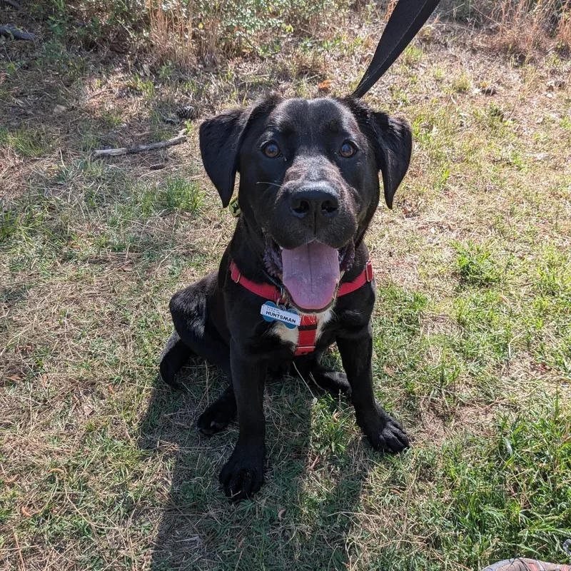 Huntsman thumbnail 2