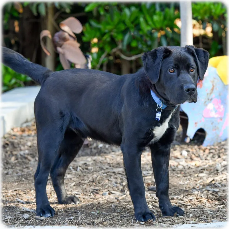 Huntsman thumbnail 3