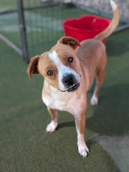 An adult medium-sized male Yellow / Tan / Blond / Fawn Terrier dog named Milo for adoption in El Paso, TX