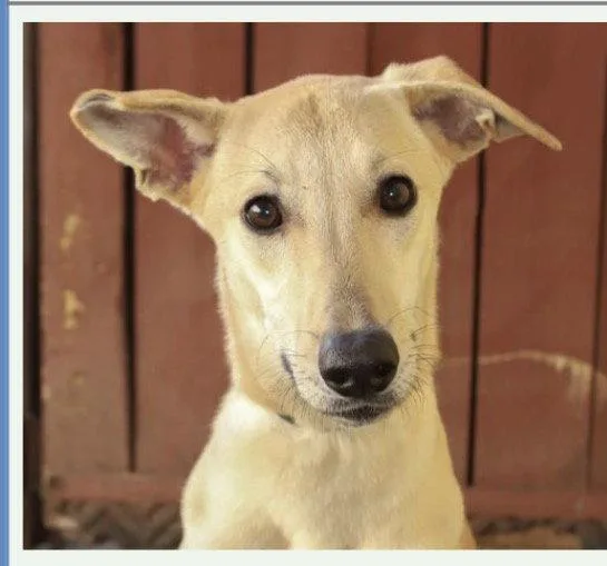 A young medium-sized female Italian Greyhound dog named Daisy for adoption in Fort Pierce, FL