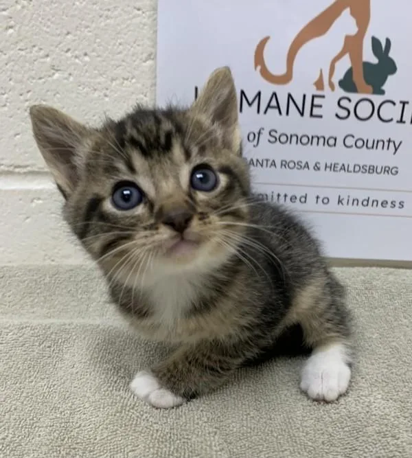 A baby small-sized male Domestic Short Hair cat named Bob for adoption in Santa Rosa, CA